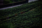 Lugano36