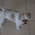 LuganoPuppy1