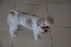 LuganoPuppy1