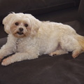 LuganoPuppy2