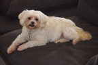 LuganoPuppy2